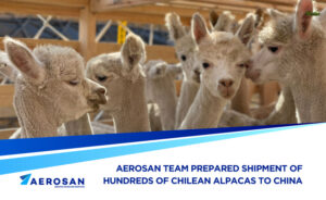 chilean-alpacas-china