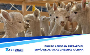 envio-de-alpacas-aerosan