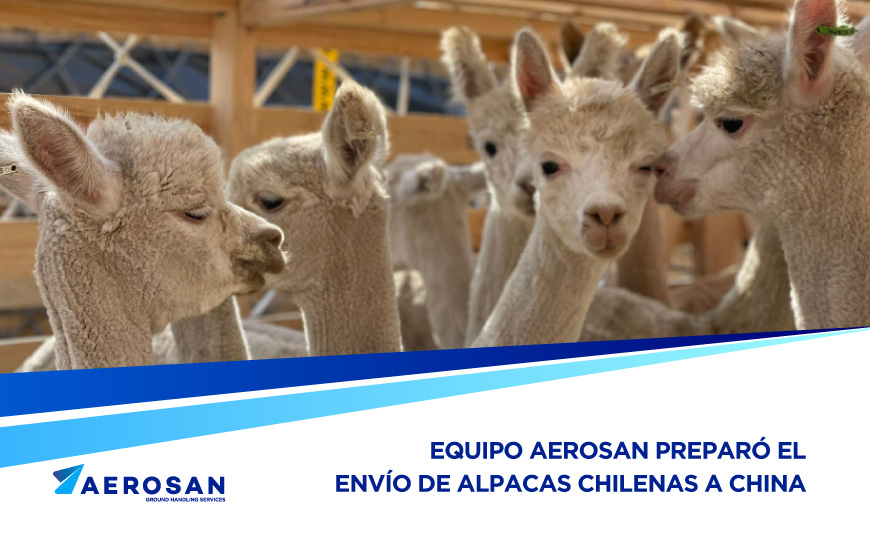 envio-de-alpacas-aerosan